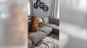 Captura del vídeo del golden retriever de Pennie