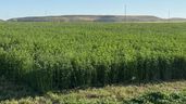 Alfalfa