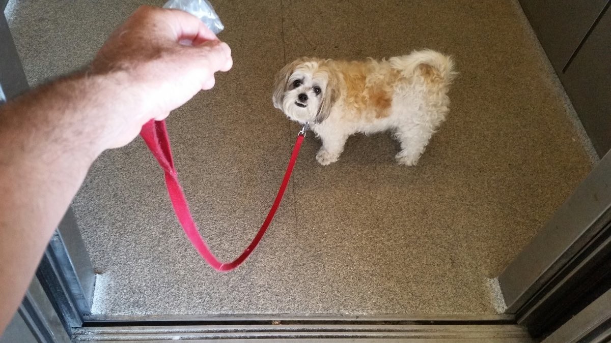 La comunidad de vecinos puede prohibirte usar el ascensor con tu perro